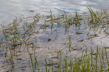 Swamp toad in a forest lake. Detailed view.