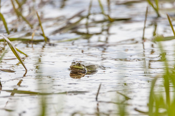 Swamp toad in a forest lake. Detailed view.
