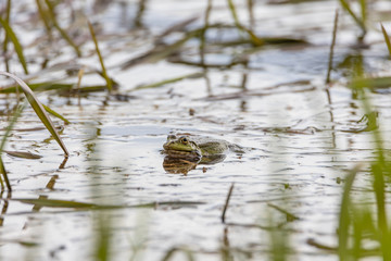 Swamp toad in a forest lake. Detailed view.