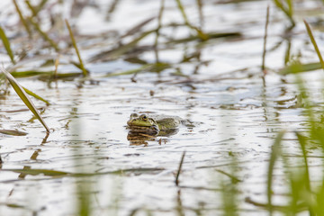 Swamp toad in a forest lake. Detailed view.