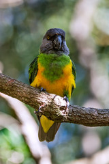 Senegal parrot photographed in South Africa. Picture made in 2019.