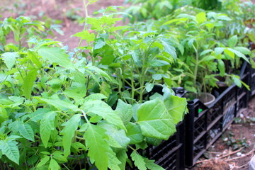 Young tomato bushes close-up in spring before planting in the ground.