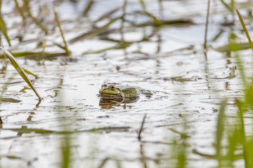 Swamp toad in a forest lake. Detailed view.