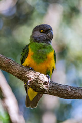 Senegal parrot photographed in South Africa. Picture made in 2019.