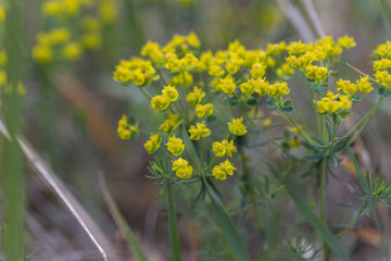 Fototapeta premium Yellow forest flowers in spring. Detailed view.