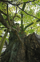 Obraz premium 楠木 鹿児島県出水市