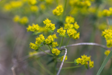 Yellow forest flowers in spring. Detailed view.