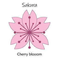 Cherry blossom, sakura, vector illustration.