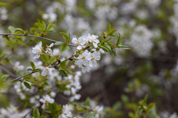 White flowers of bird cherry tree in spring.