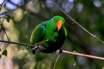 Eclectus parrot photographed in South Africa. Picture made in 2019.