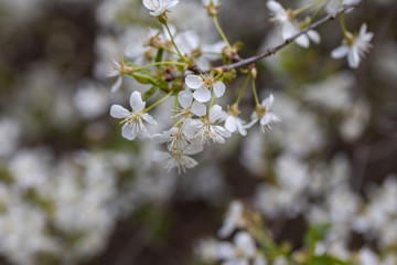 White flowers of bird cherry tree in spring.