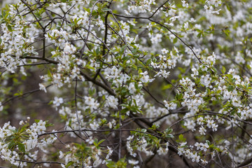 White flowers of bird cherry tree in spring.