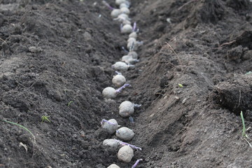 Potatoes purple seedlings close-up before planting in the open ground, selective focus.