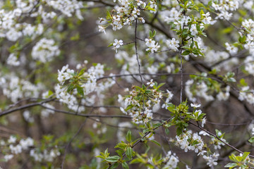 White flowers of bird cherry tree in spring.