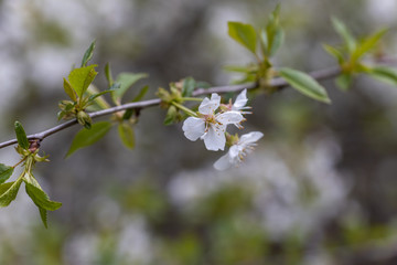 White flowers of bird cherry tree in spring.