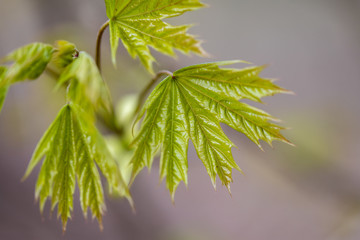 Young leaves of trees in the spring forest.