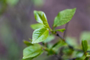 Young leaves of trees in the spring forest.