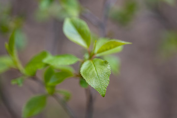 Young leaves of trees in the spring forest.