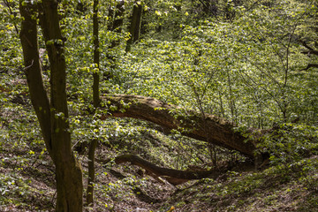 Deciduous forest in the spring.