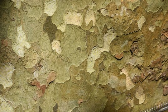 Sycamore (Platanus) bark and leaves / Platanaceae deciduous tree