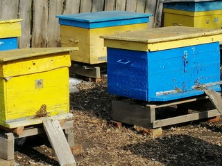 bees in beehive