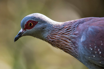 Speckled pigeon photographed in South Africa. Picture made in 2019.