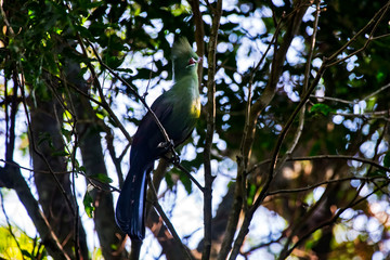 Guinea turaco photographed in South Africa. Picture made in 2019.