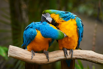 Two Blue-and-yellow macaw sitting on a branch and preening (Ara ararauna)