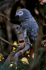 Obraz premium Grey parrot photographed in South Africa. Picture made in 2019.