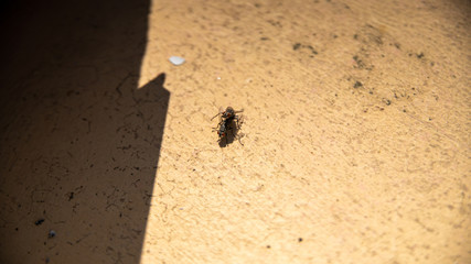 
Fly mating, in spring, close-up