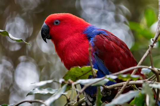 Eclectus parrot photographed in South Africa. Picture made in 2019.