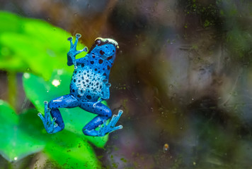 funny closeup of a blue poison dart frog climbing against the window, tropical amphibian specie...