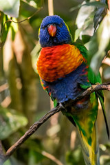 Coconut lorikeet photographed in South Africa. Picture made in 2019.