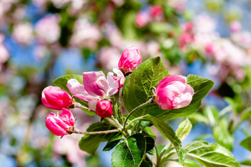 Obraz premium Branches with sakura flowers. Close-up