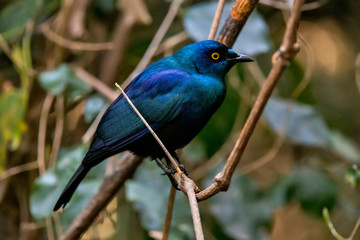 Black bellied starling photographed in South Africa. Picture made in 2019.