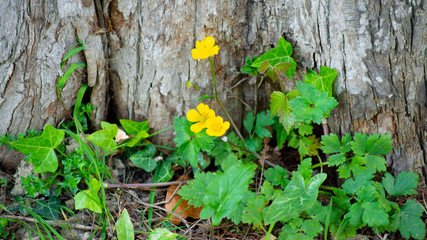 
Small wild buttercups, yellow, at the foot of a tree trunk