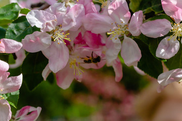 Branches with sakura flowers. Close-up