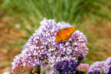 Butterfly sitting on a purple flower