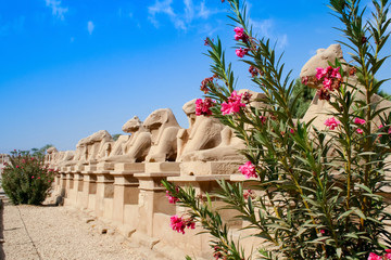 Ancient ram statues near blooming flowers at Temple of Karnak in Luxor, Egypt.