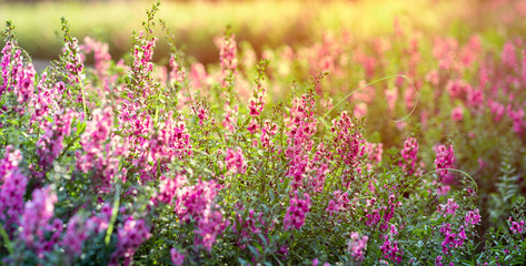 Obraz na płótnie Canvas Background with field of violet flowers in spring time