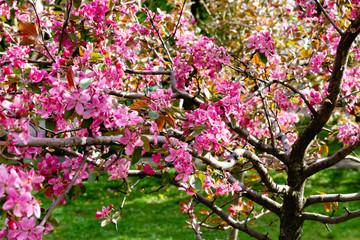 Branches with sakura flowers. Close-up