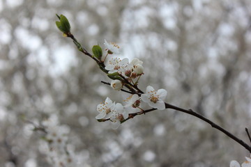 The photo shows the flowers of the cherry blossom tree