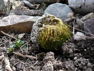 Moss With Sporophytes 