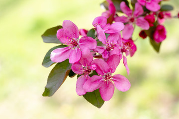 Branches with sakura flowers. Close-up
