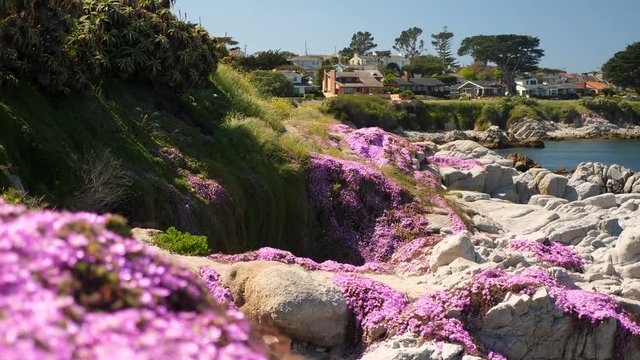 Pink flowers bloom across the cliffs near the ocean in Pacific Grove, California