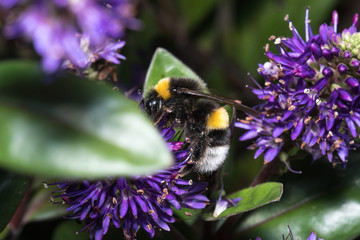A very large bumblebee pollinating purple flowers in a park, macro photo