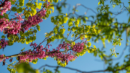 
Judas tree branch in bloom, under a beautiful blue sky