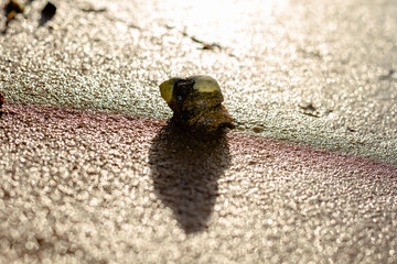Snail on wet sand. Close-up.