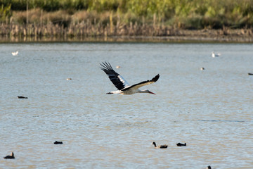 A stork flying over a pond in a city park