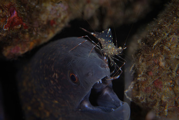 The Barbed snake moray and cleaner shrimp.